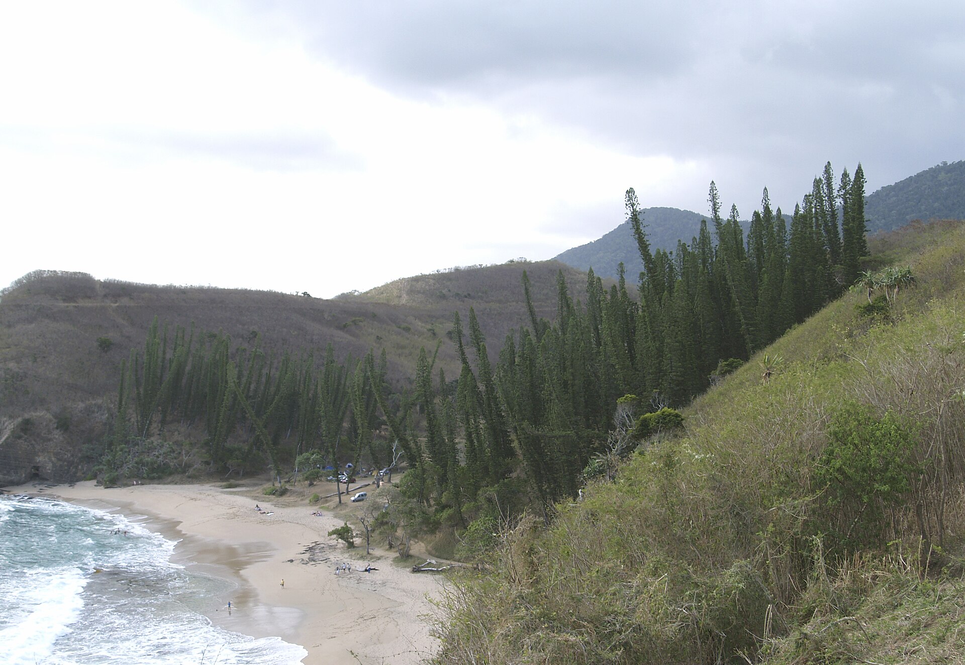 Araucaria columnaris, Baie des Tortues, Bourail, New Caledonia.