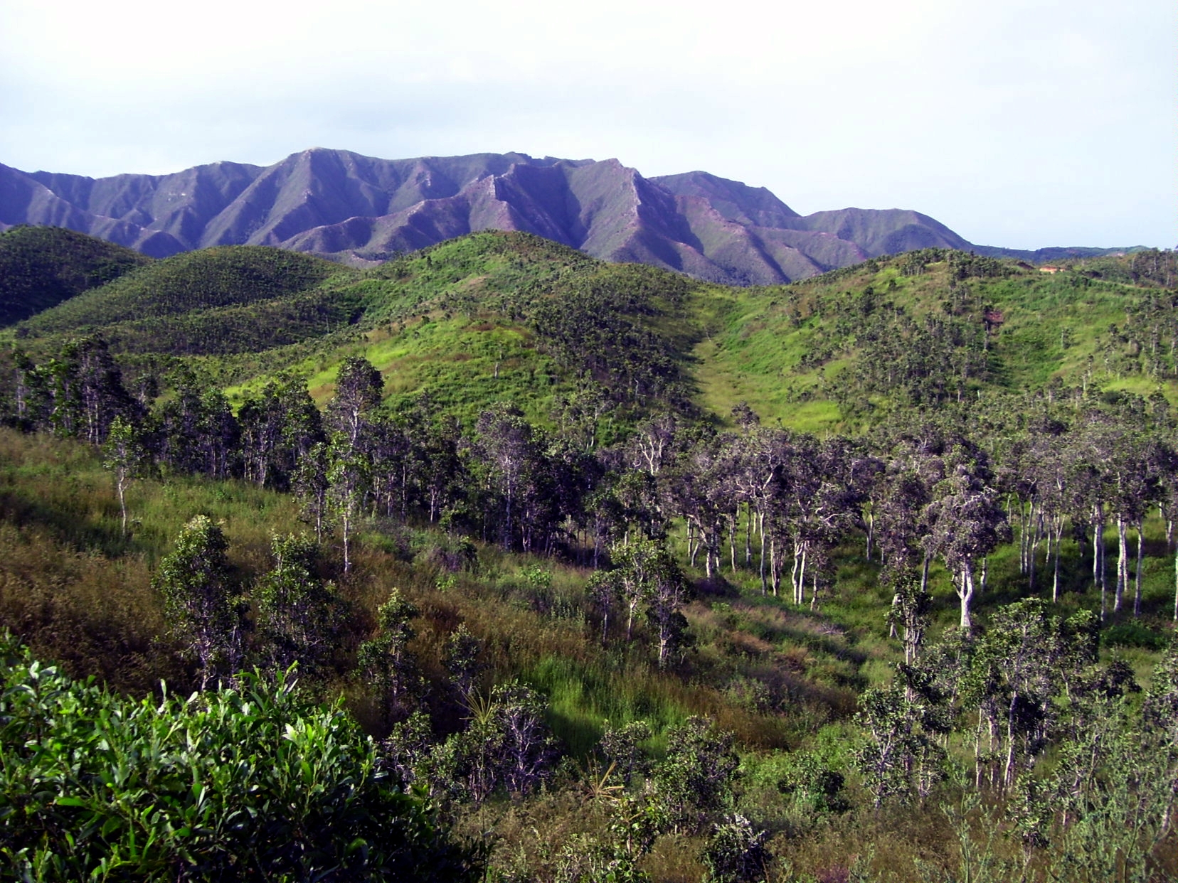 Paysage de savane à niaoulis Malabou, Poum, Nouvelle-Calédonie